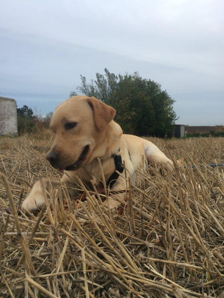 Labrador retriever Lui billede 4