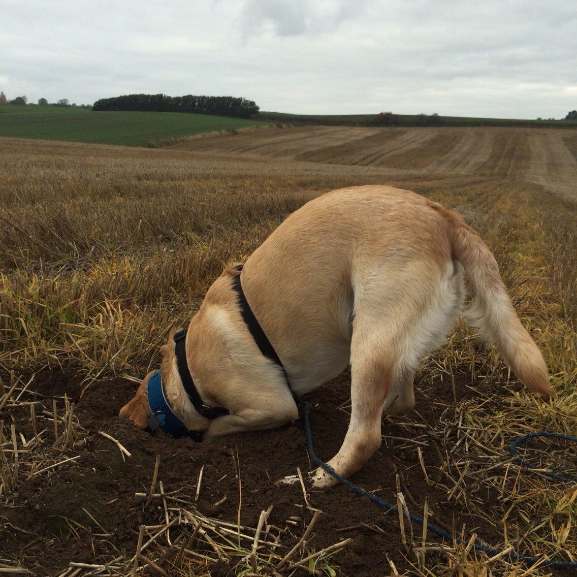 Labrador retriever Lui billede 5