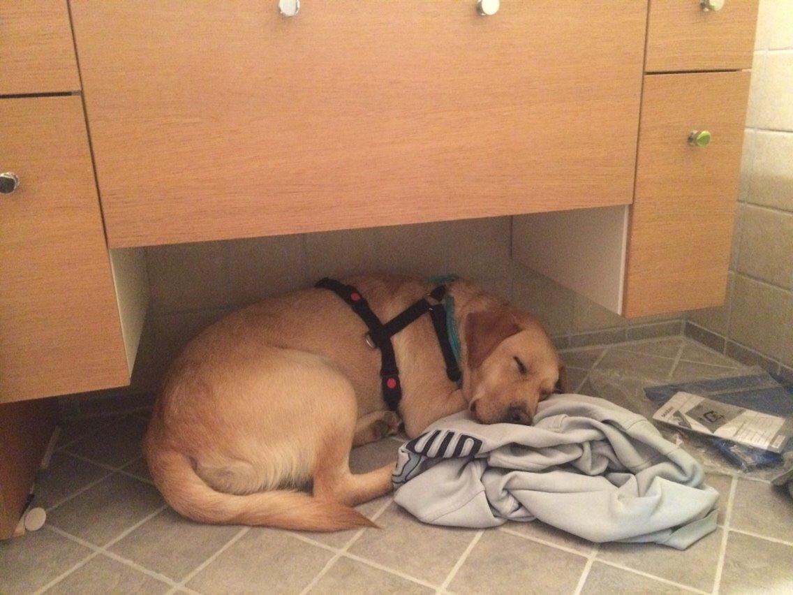 Labrador retriever Lui billede 6