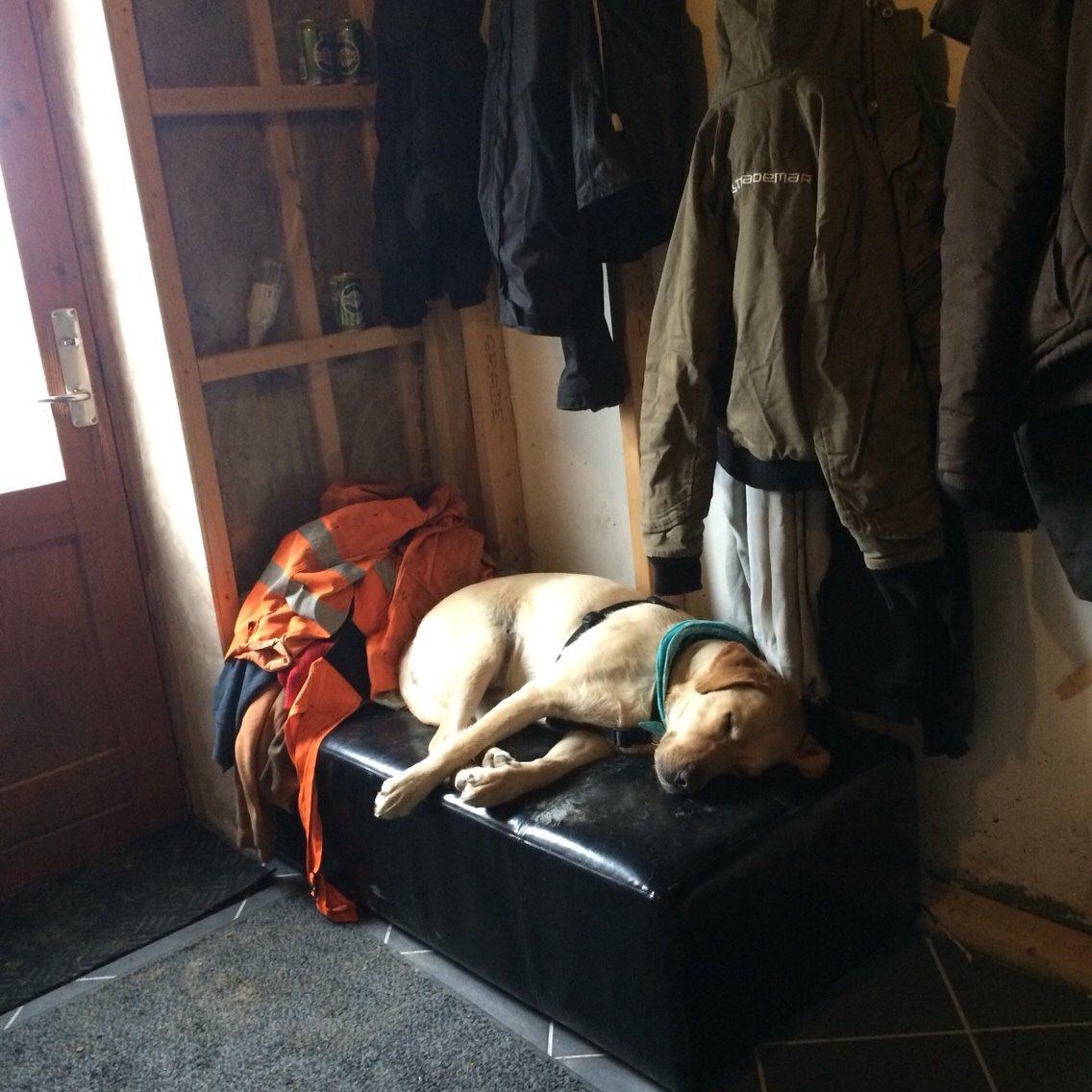 Labrador retriever Lui billede 8