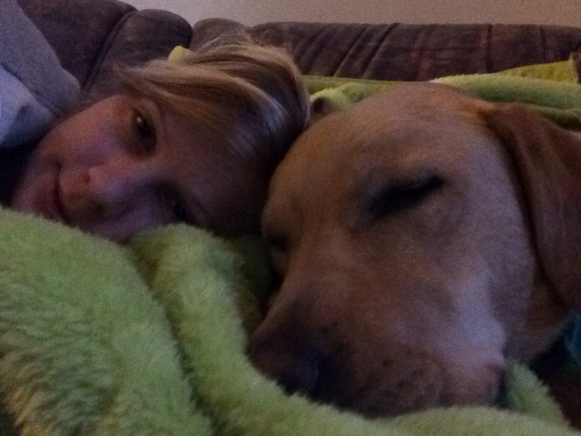 Labrador retriever Lui billede 9