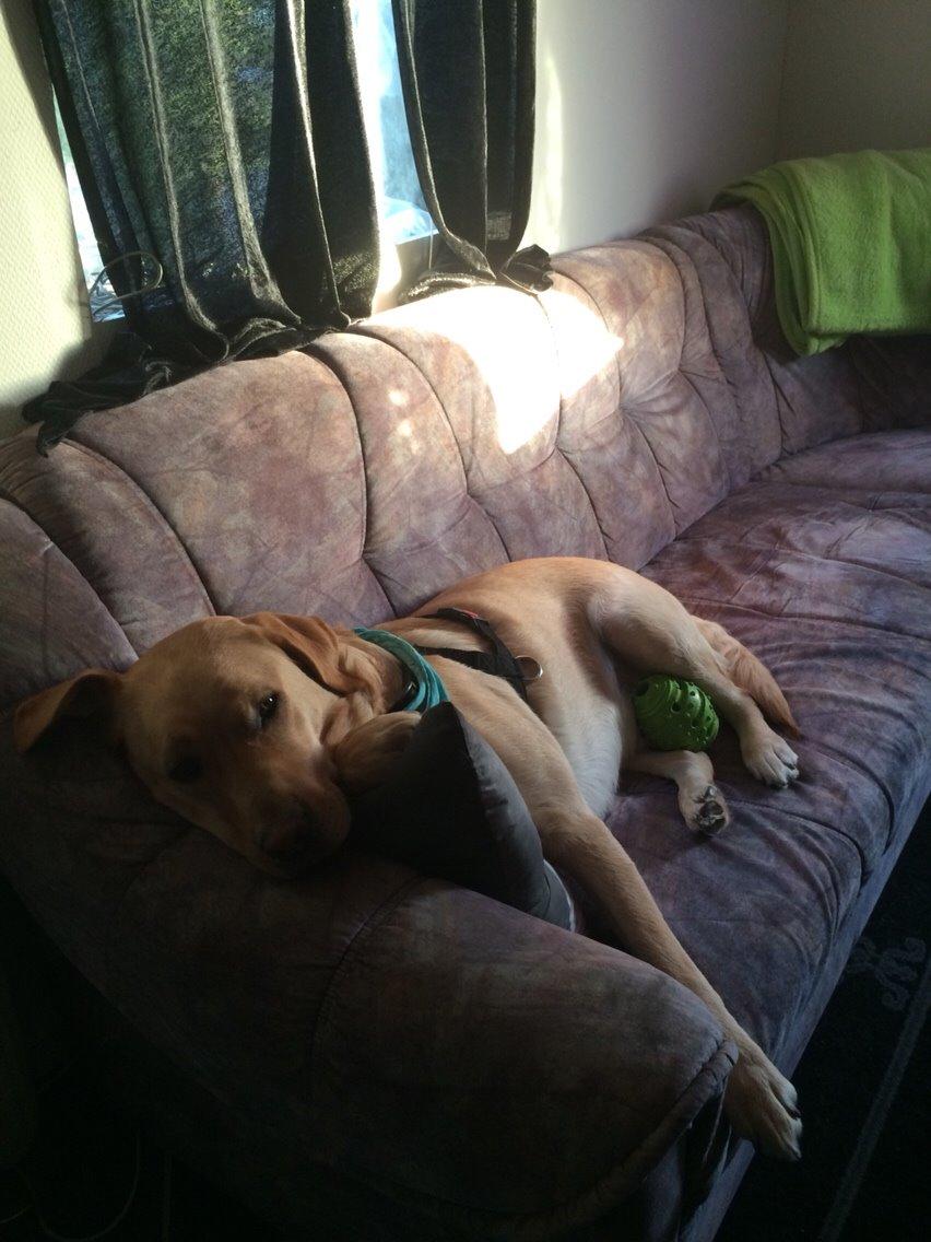 Labrador retriever Lui billede 10