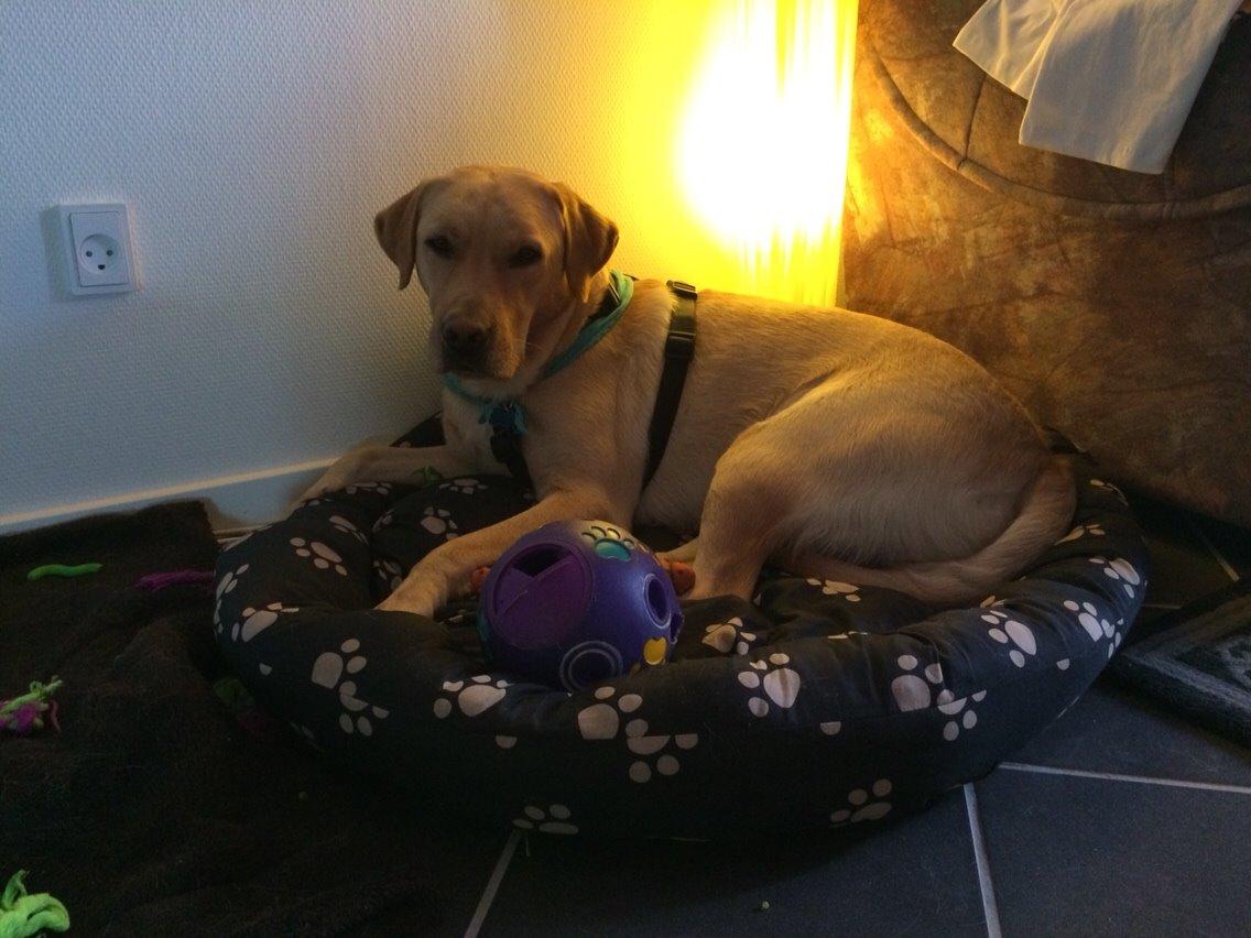 Labrador retriever Lui billede 11