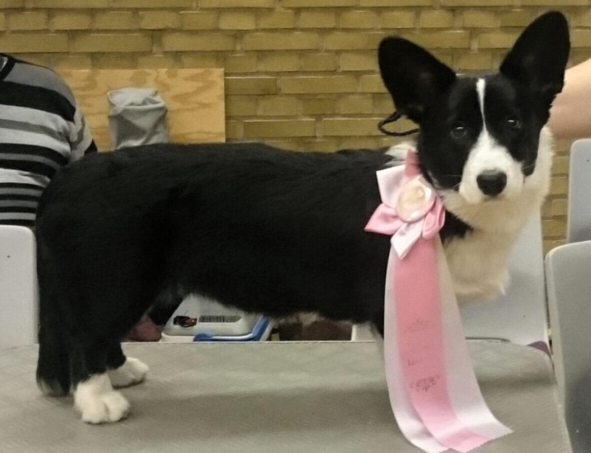 Welsh corgi cardigan Blondie's U 4 Ever  billede 15