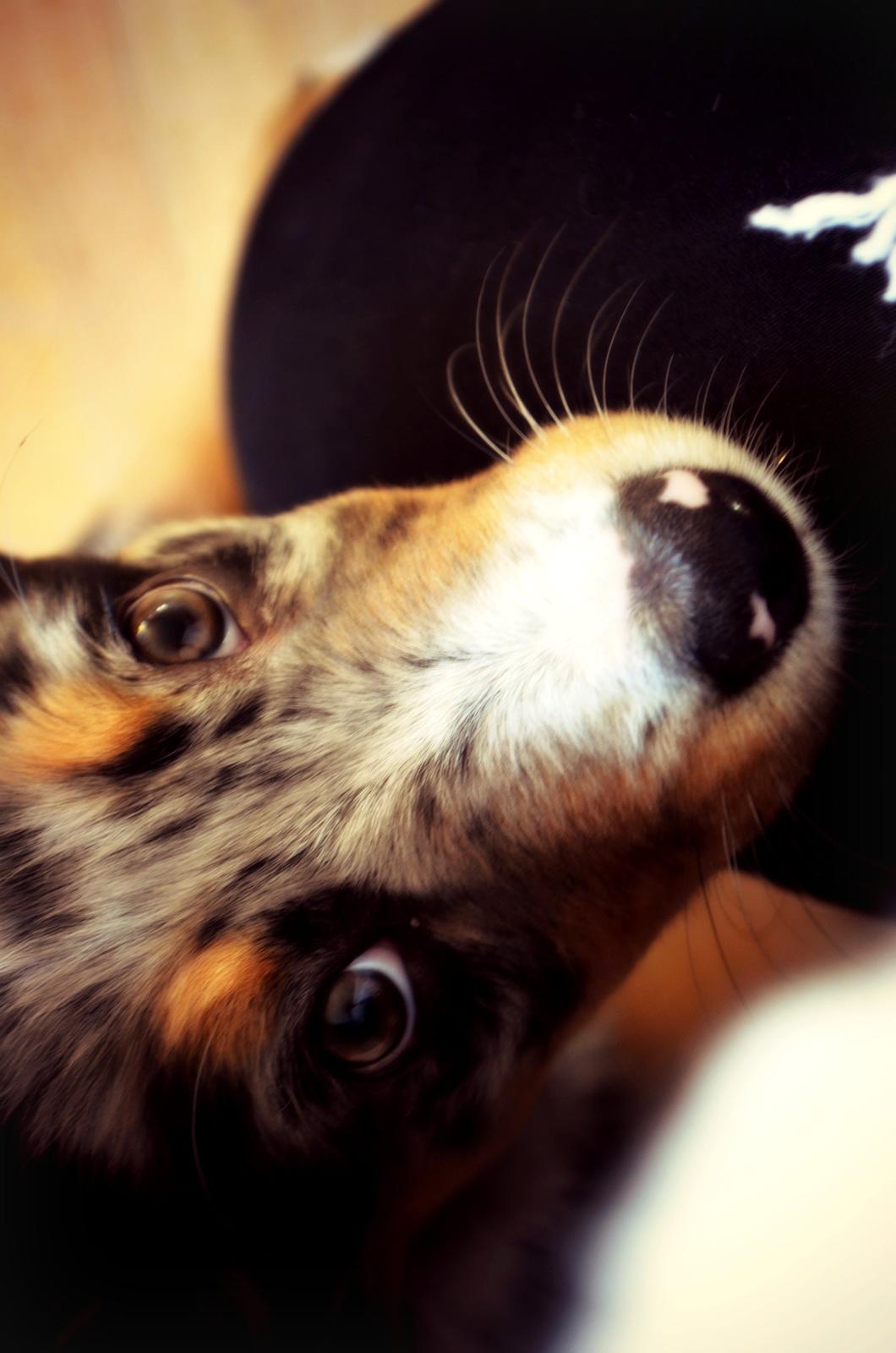 Blanding af racer Merle billede 2