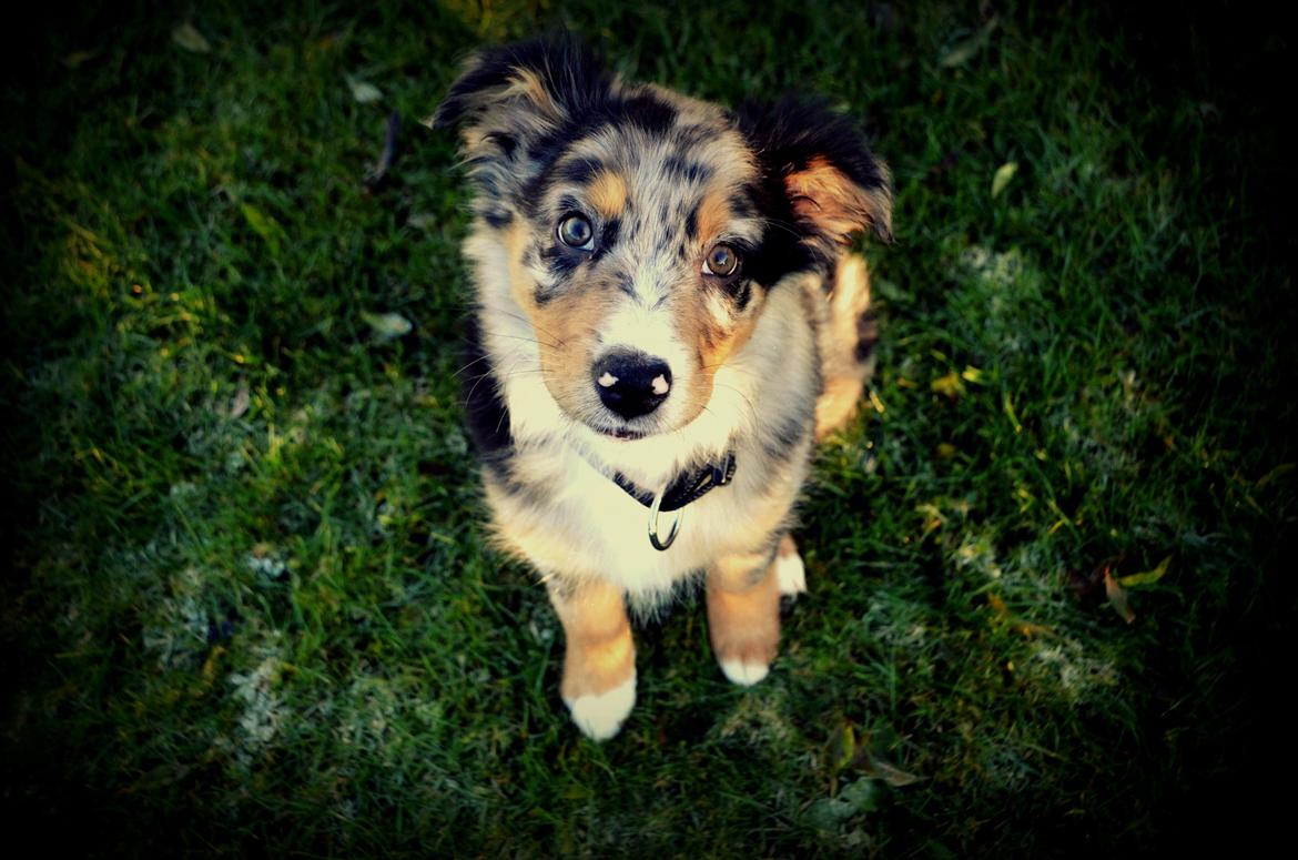 Blanding af racer Merle billede 1