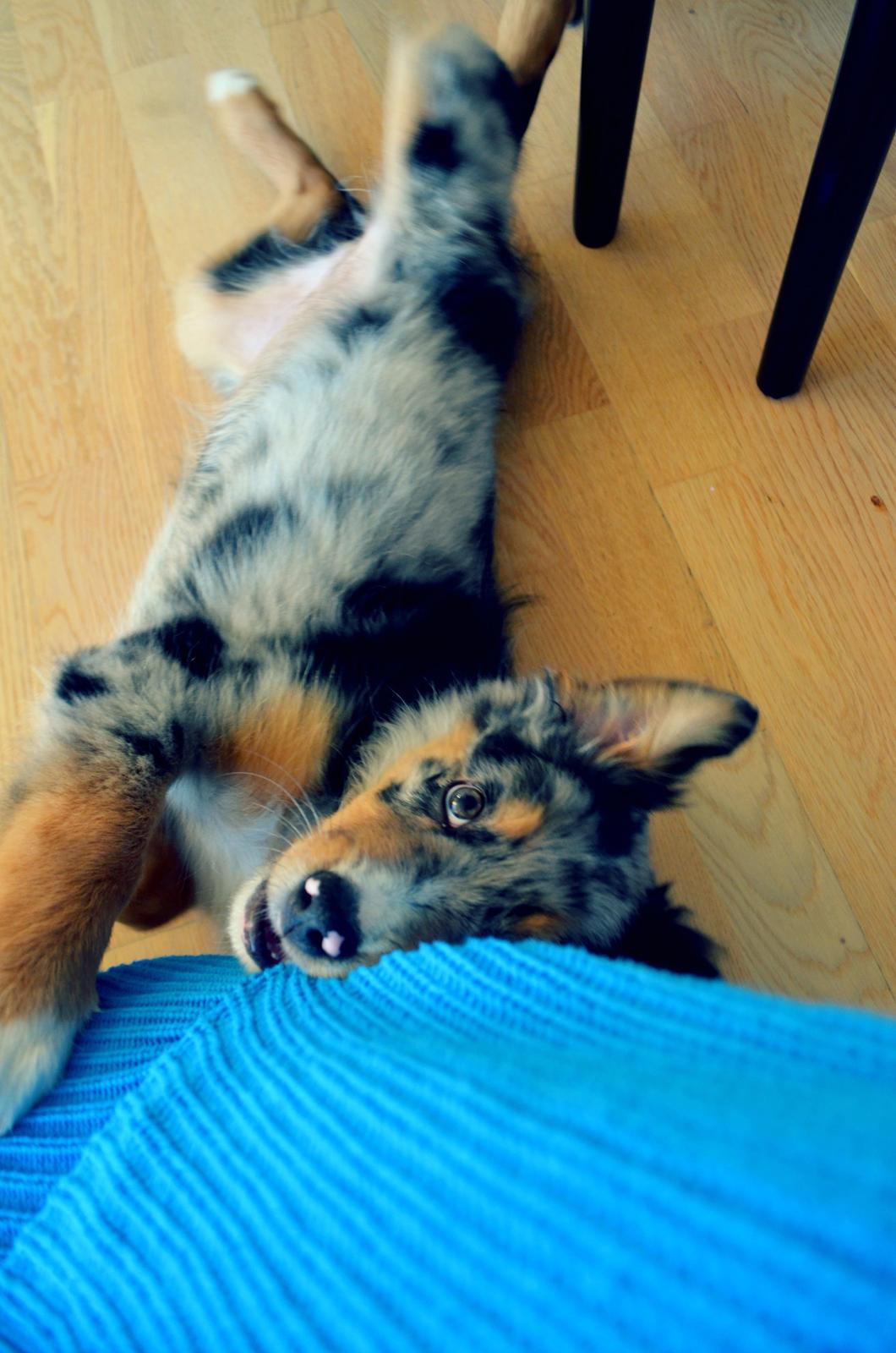 Blanding af racer Merle billede 3