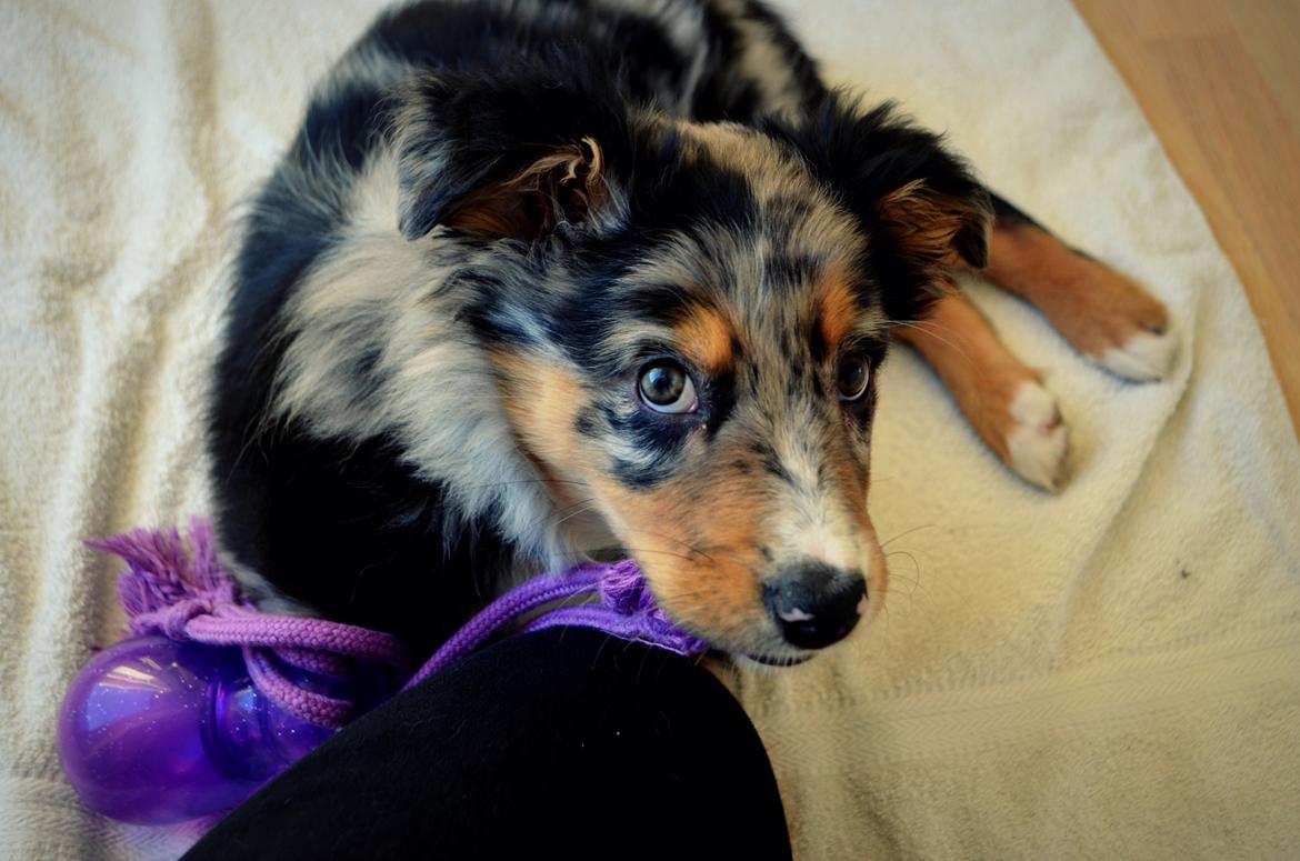 Blanding af racer Merle billede 4