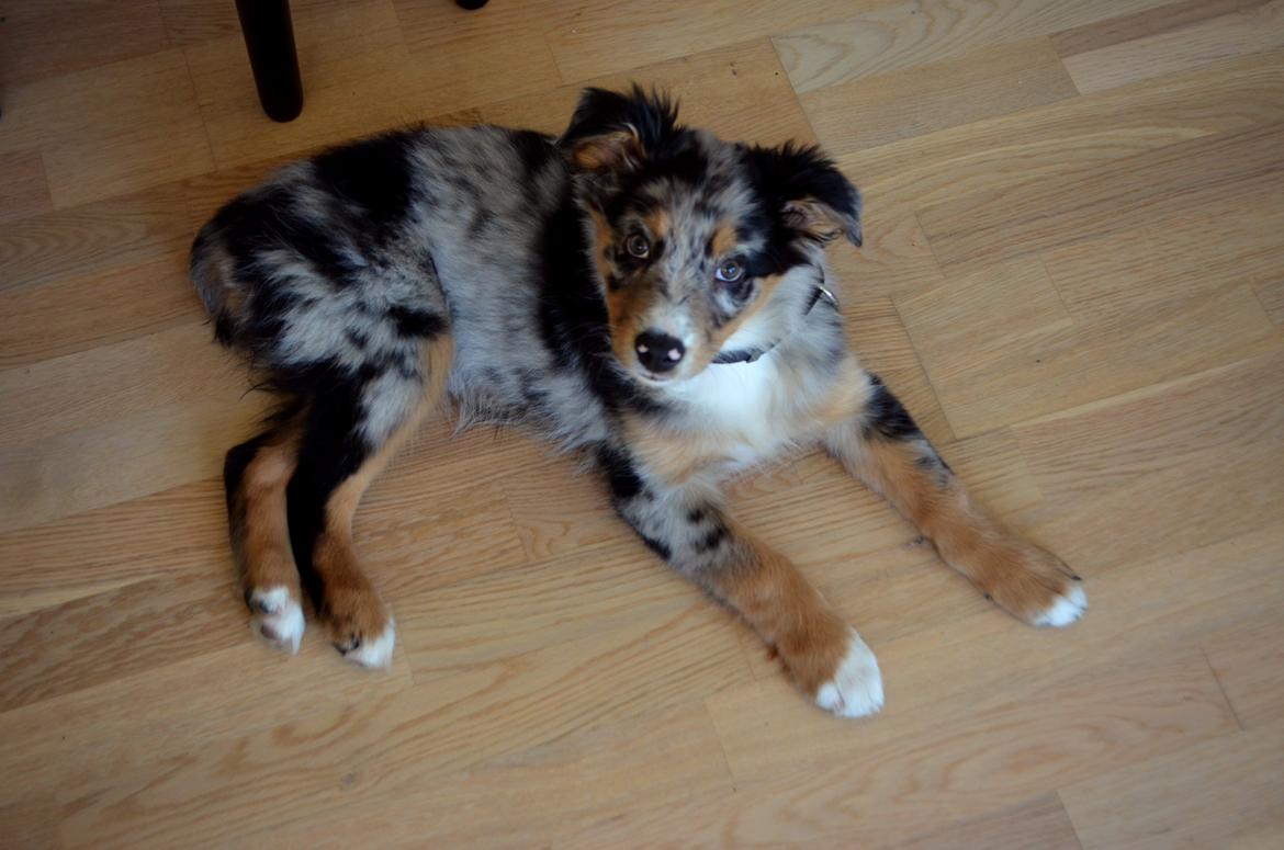 Blanding af racer Merle billede 5