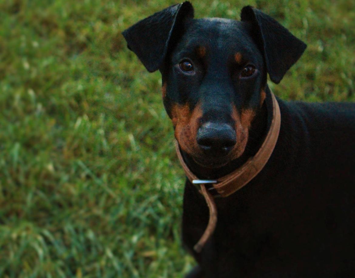 Dobermann Clint billede 2