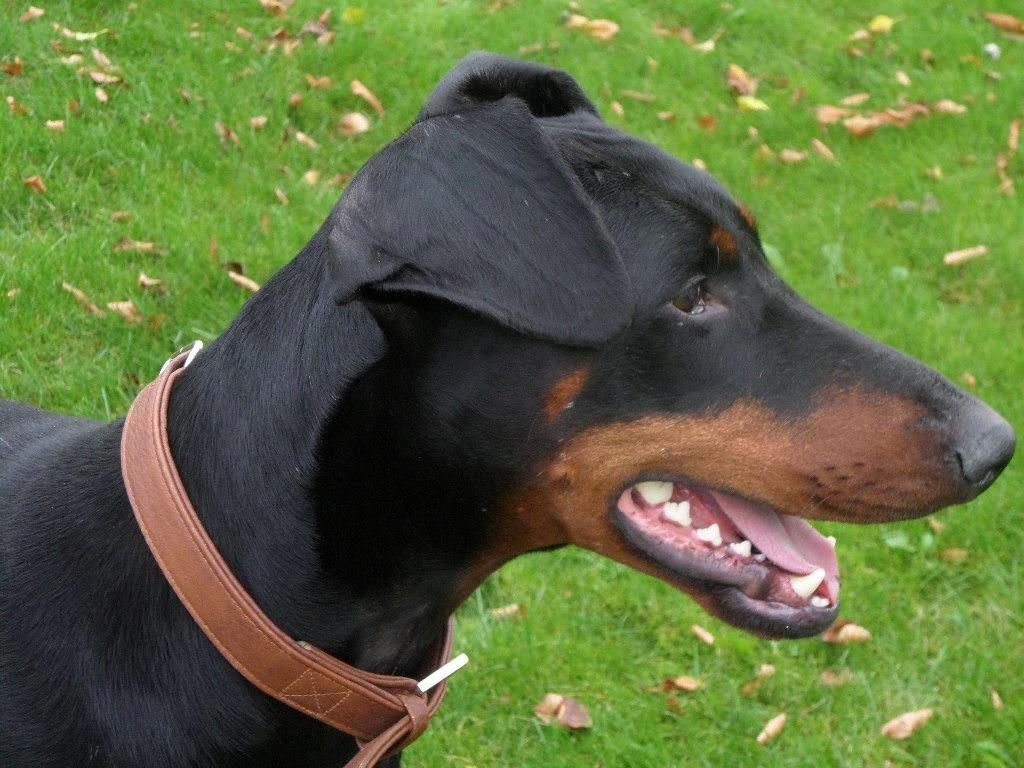 Dobermann Clint billede 4