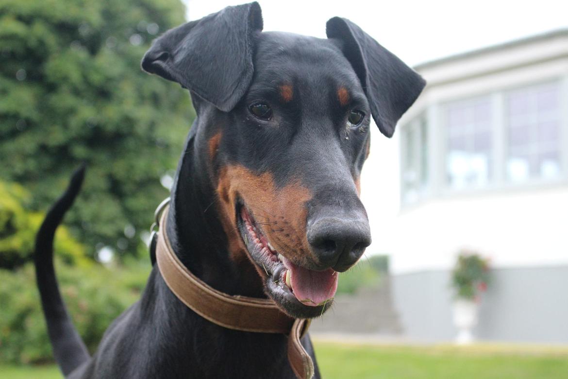 Dobermann Clint billede 1