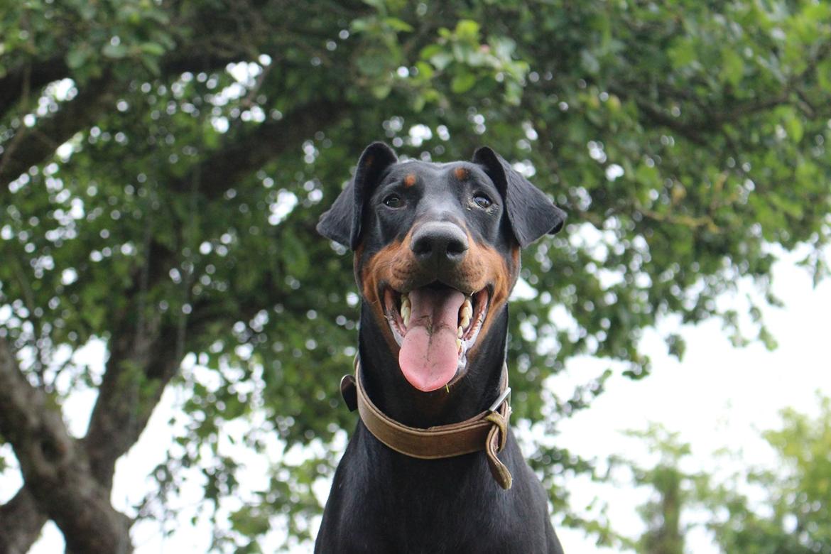 Dobermann Clint billede 5