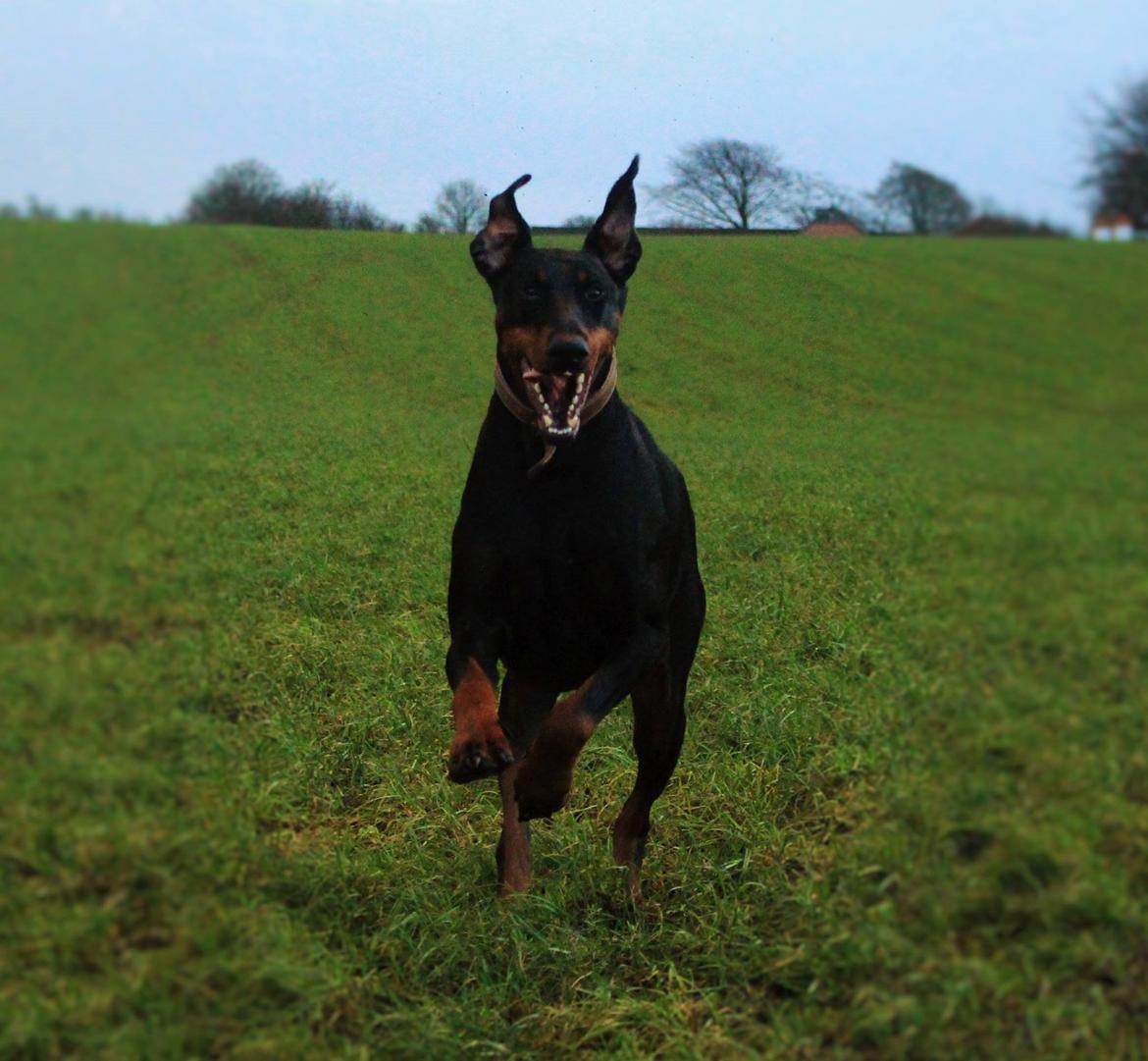 Dobermann Clint billede 3