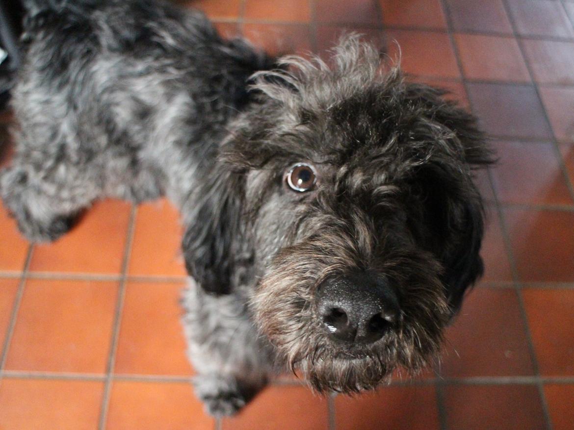 Blanding af racer Sandy Hawaii (F1 Sproodle) billede 4