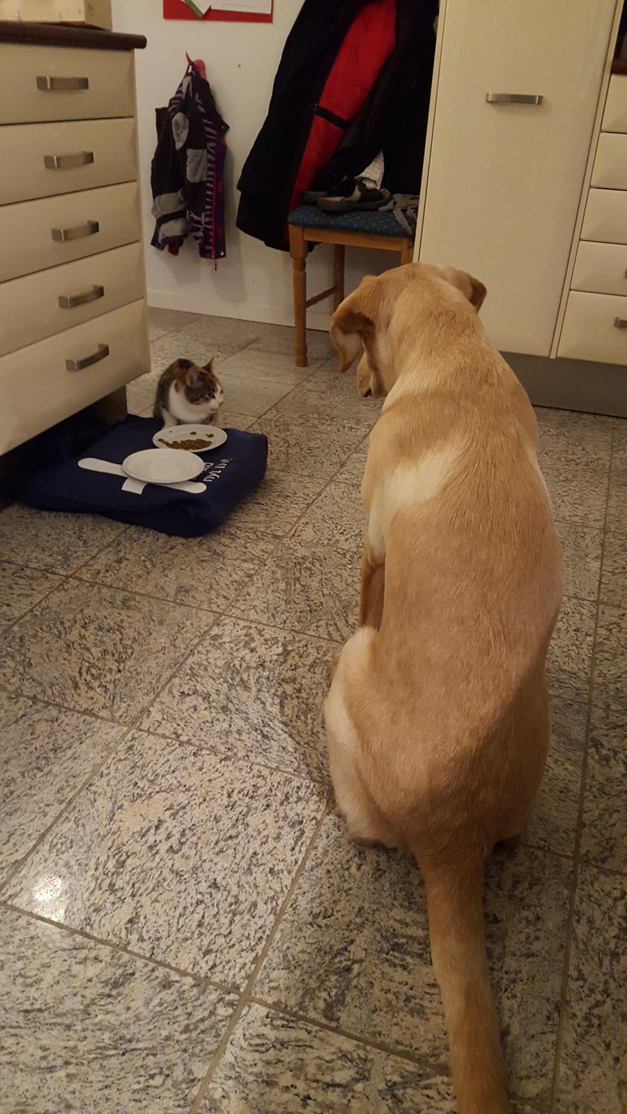 Labrador retriever Hillsbrook Laban billede 13