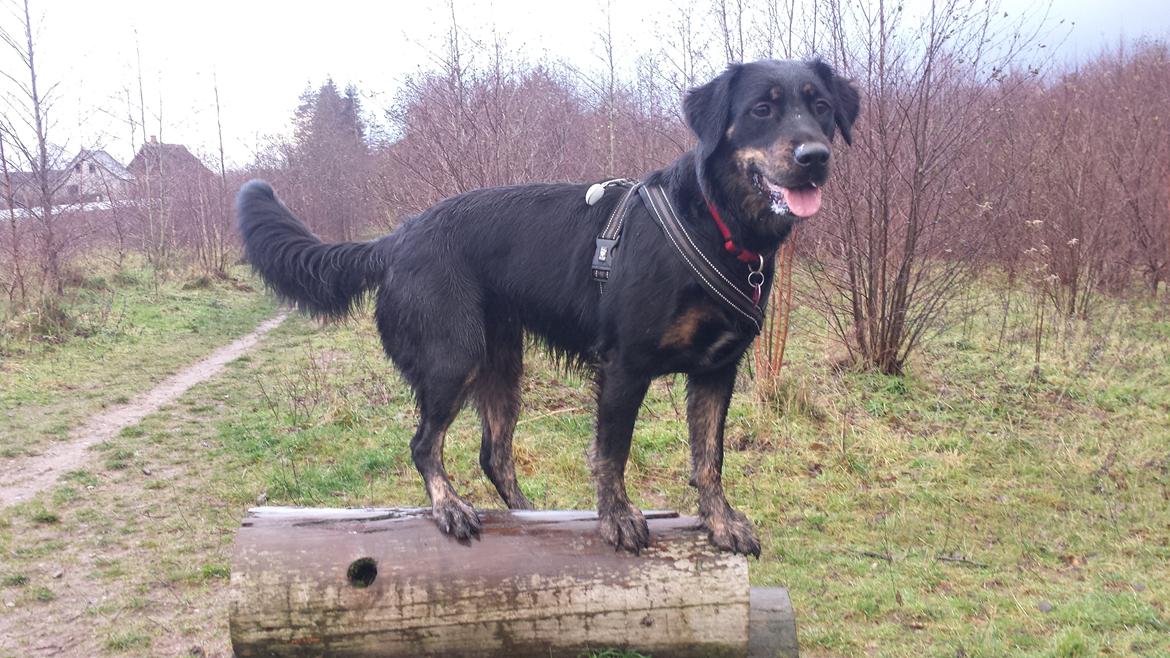 Blanding af racer Nela billede 7