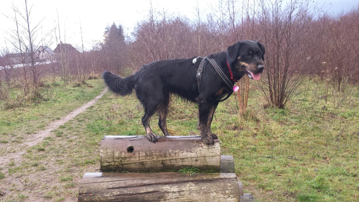 Blanding af racer Nela billede 8