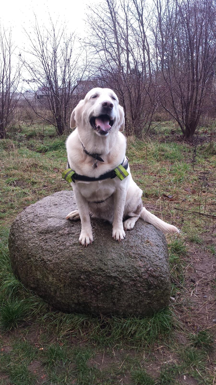 Blanding af racer Lulu - Hundeskov 30/11-2015 billede 11