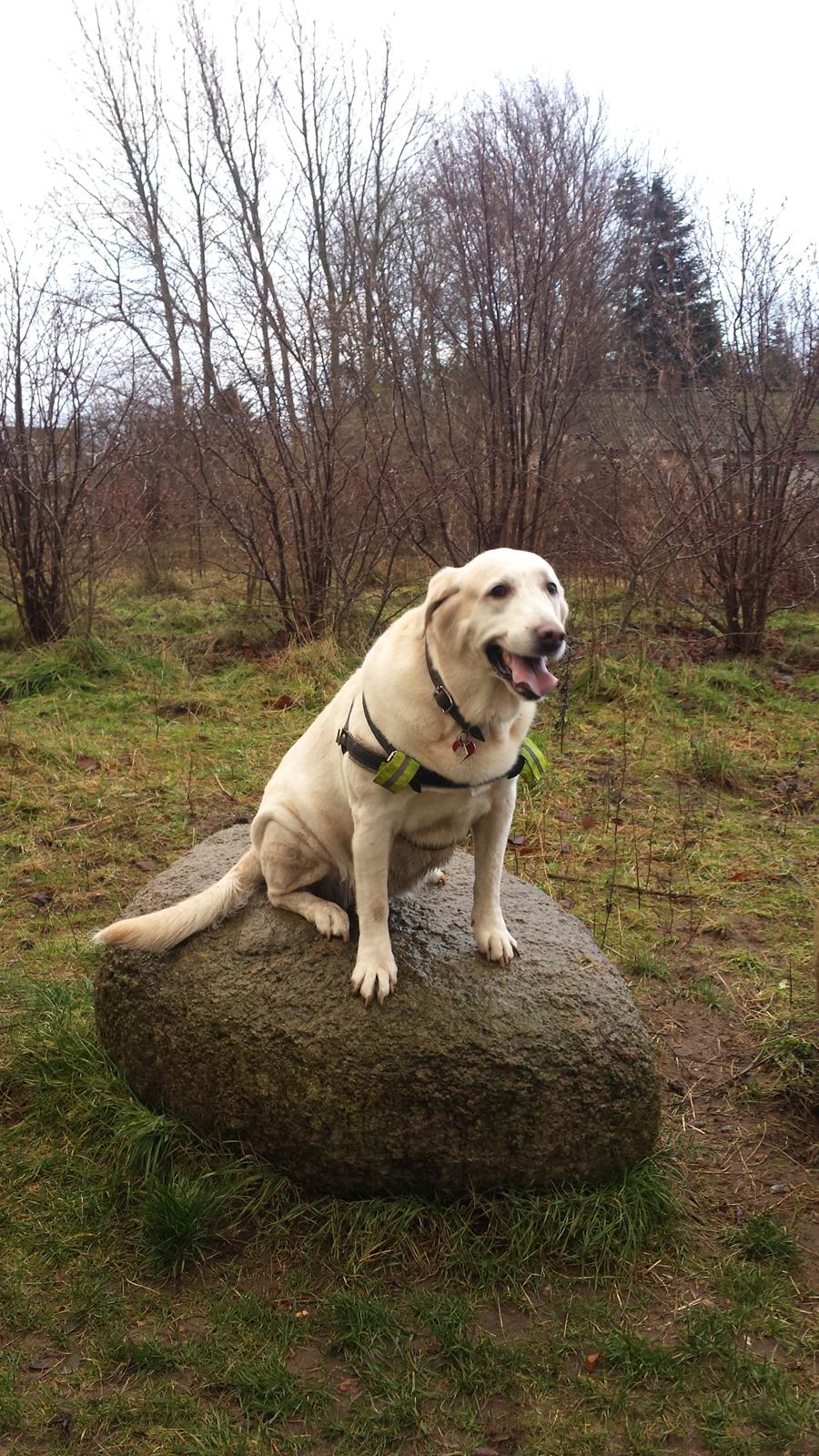 Blanding af racer Lulu billede 12