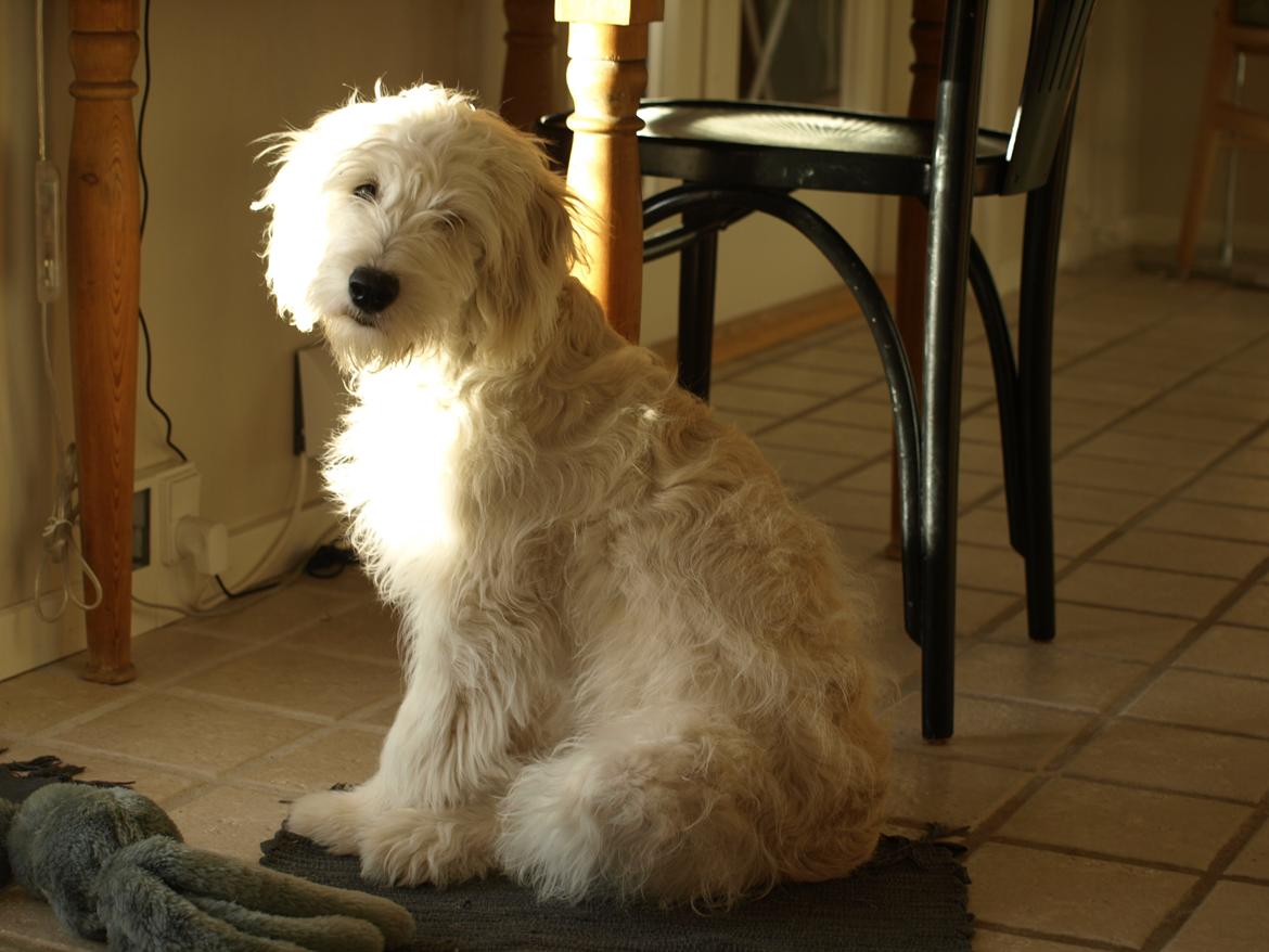 Blanding af racer Sia - 5 måneder gammel billede 5