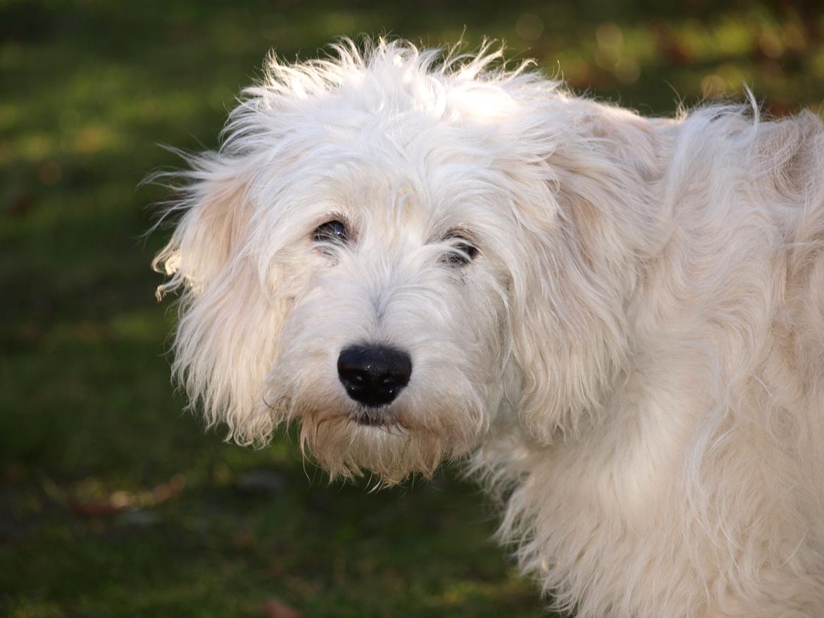 Blanding af racer Sia - 5 måneder gammel billede 12