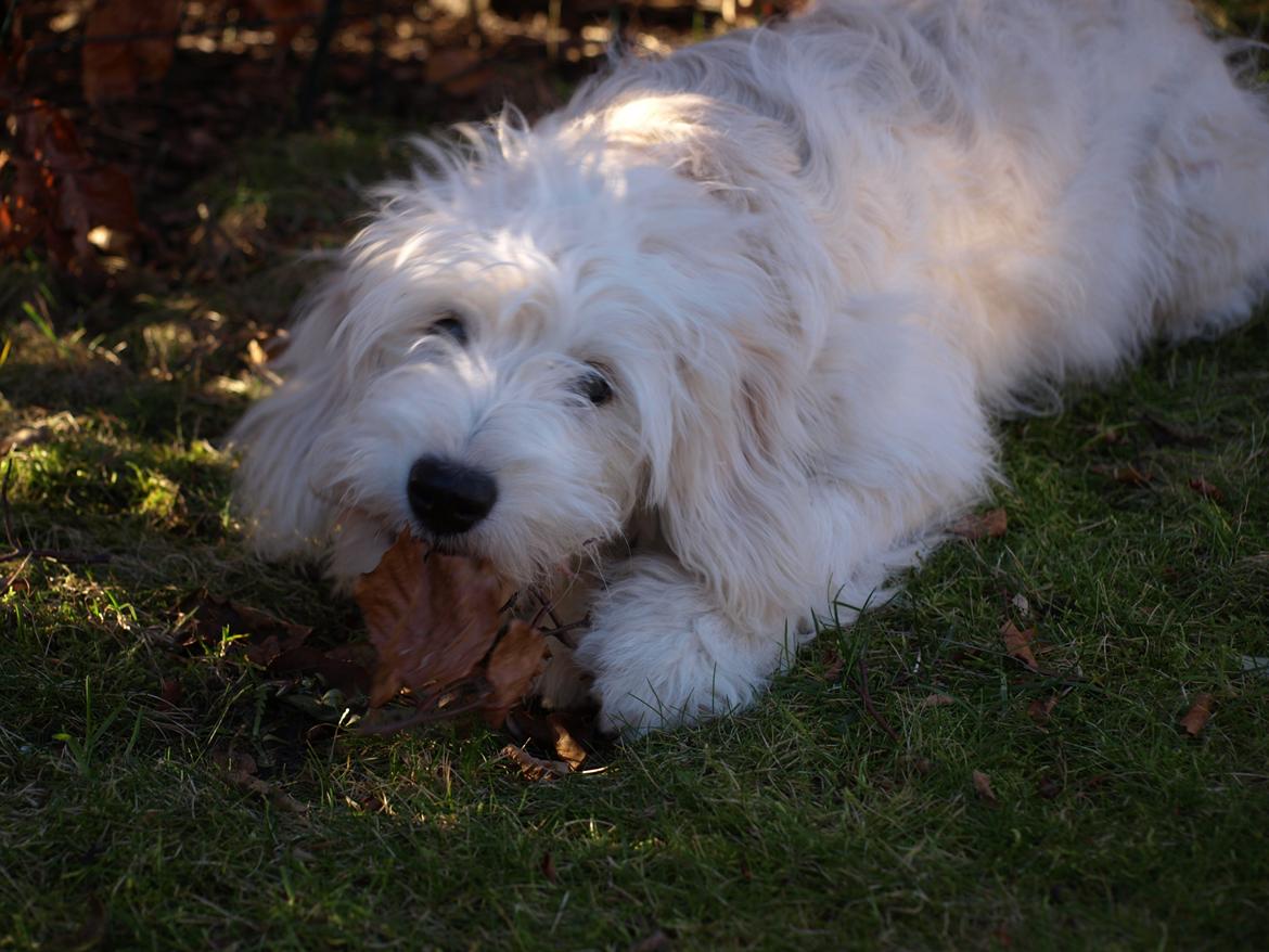 Blanding af racer Sia - 5 måneder gammel billede 9