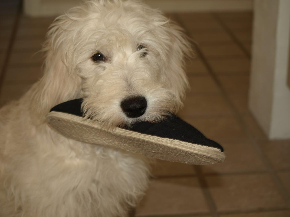 Blanding af racer Sia - 5 måneder gammel billede 4