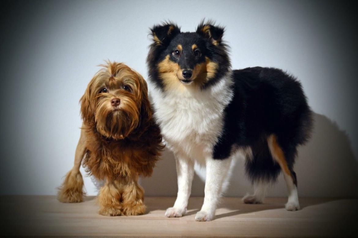 Shetland sheepdog Microgården's Zusie Q aka Esther billede 36
