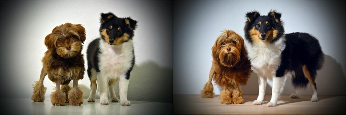 Shetland sheepdog Microgården's Zusie Q aka Esther billede 3