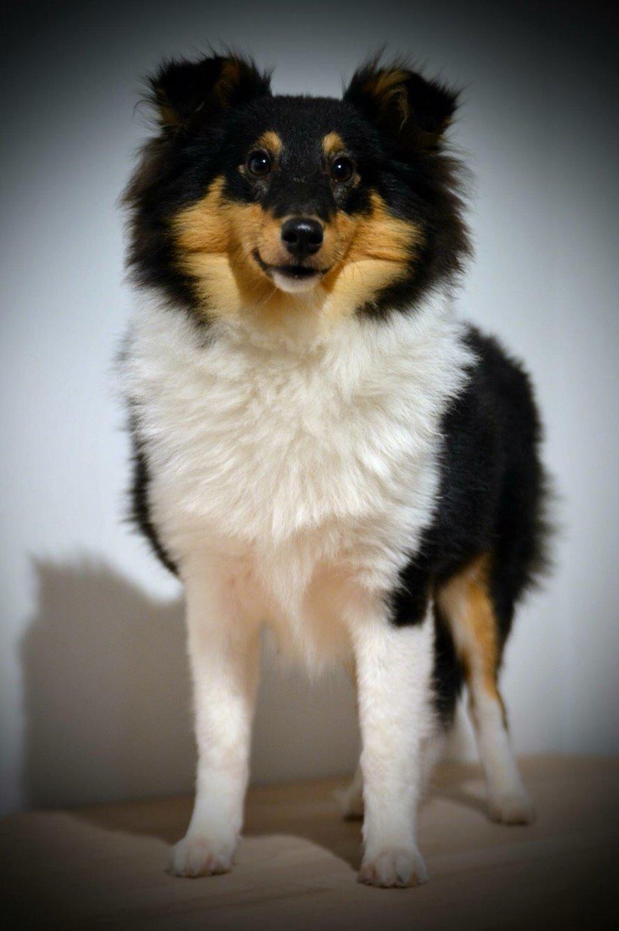 Shetland sheepdog Microgården's Zusie Q aka Esther billede 1