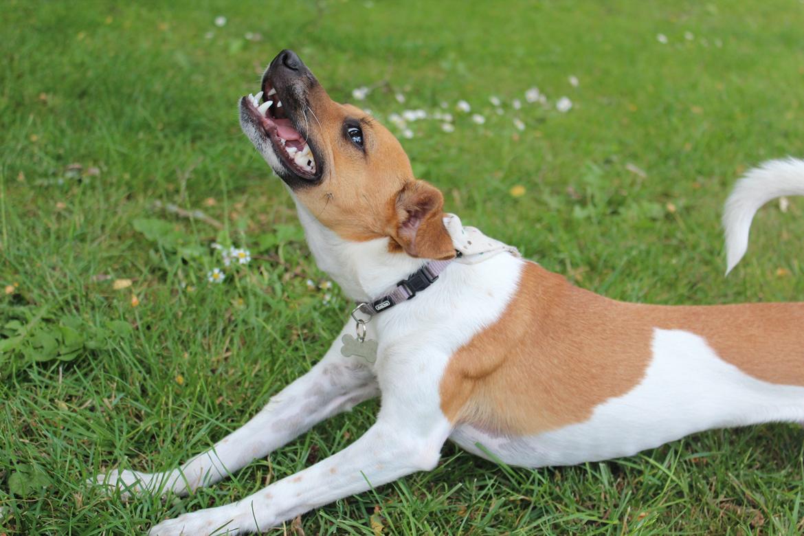 Dansk svensk gaardhund Agnes billede 15