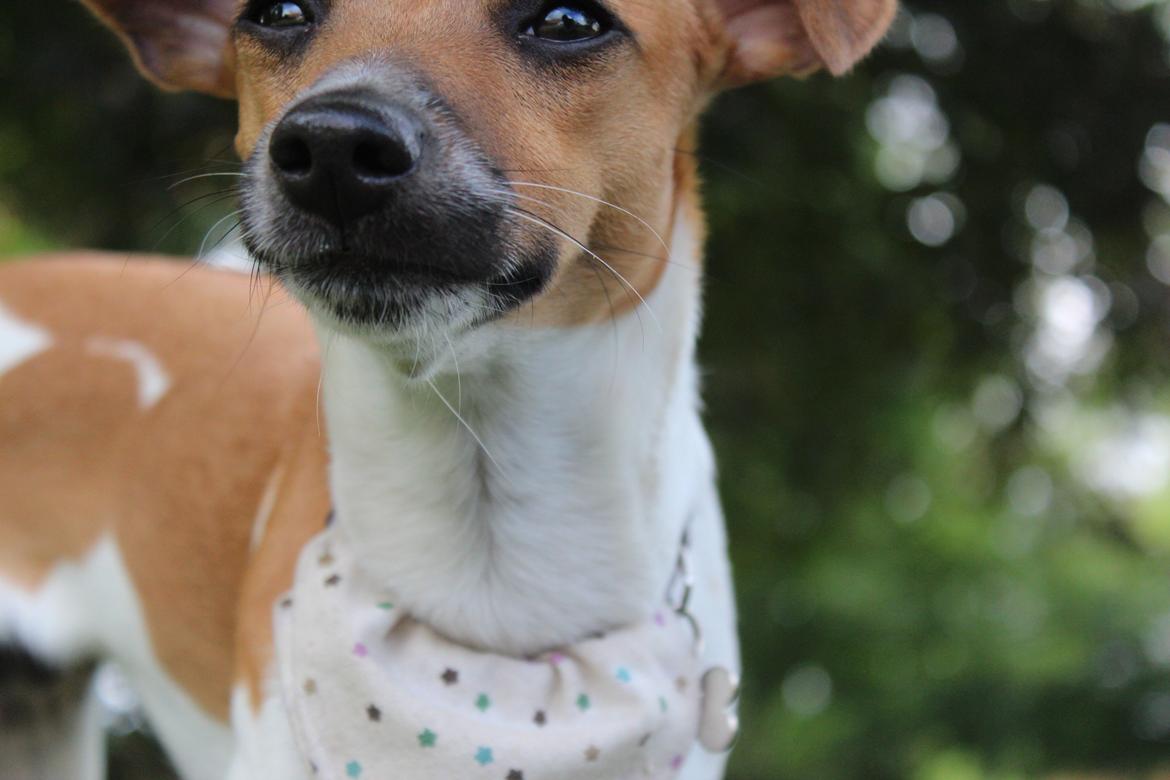 Dansk svensk gaardhund Agnes billede 16