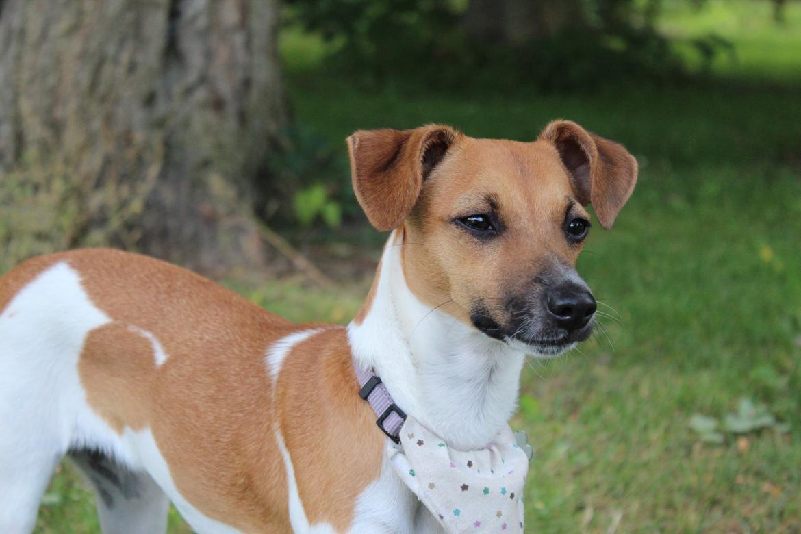 Dansk svensk gaardhund Agnes billede 17