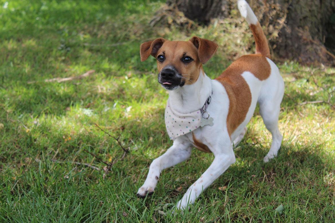 Dansk svensk gaardhund Agnes billede 18