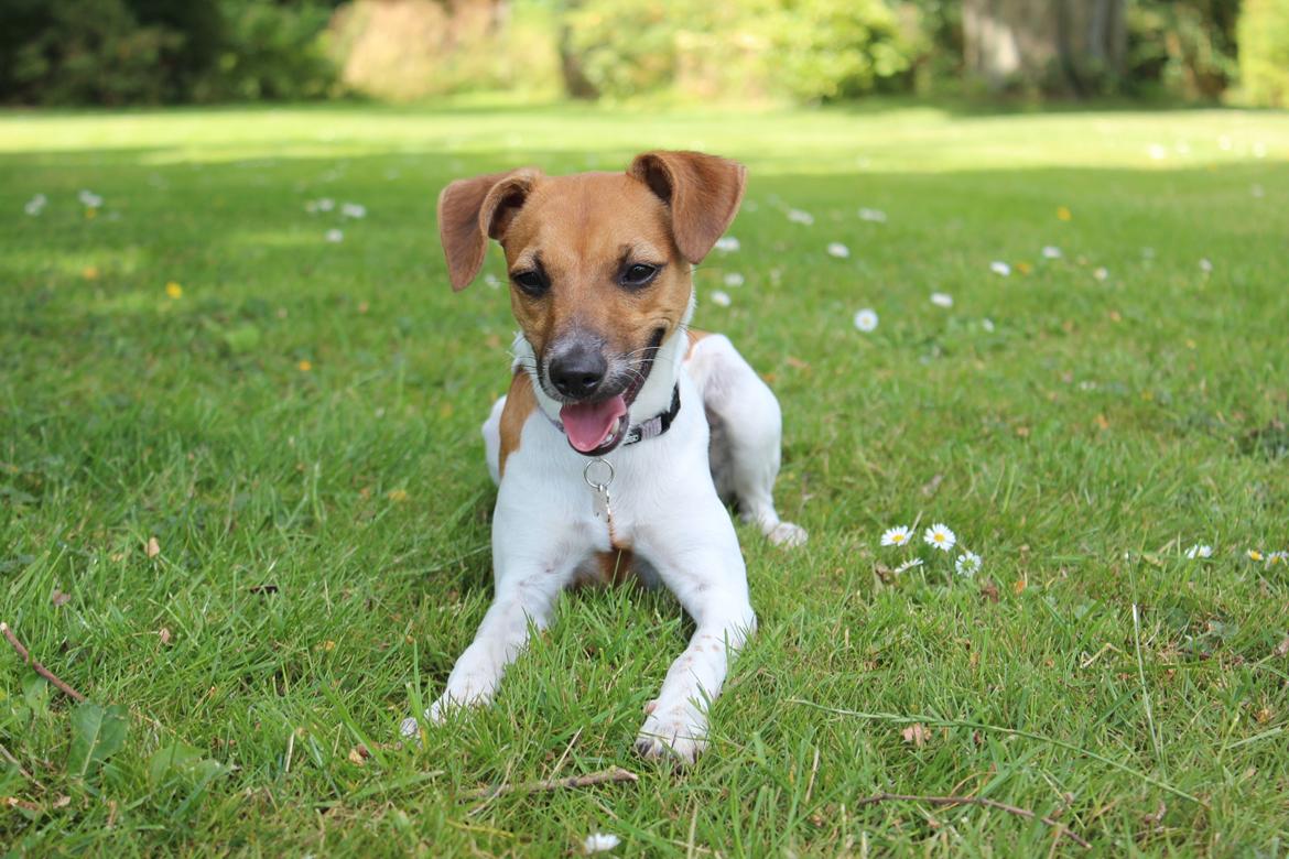 Dansk svensk gaardhund Agnes billede 19