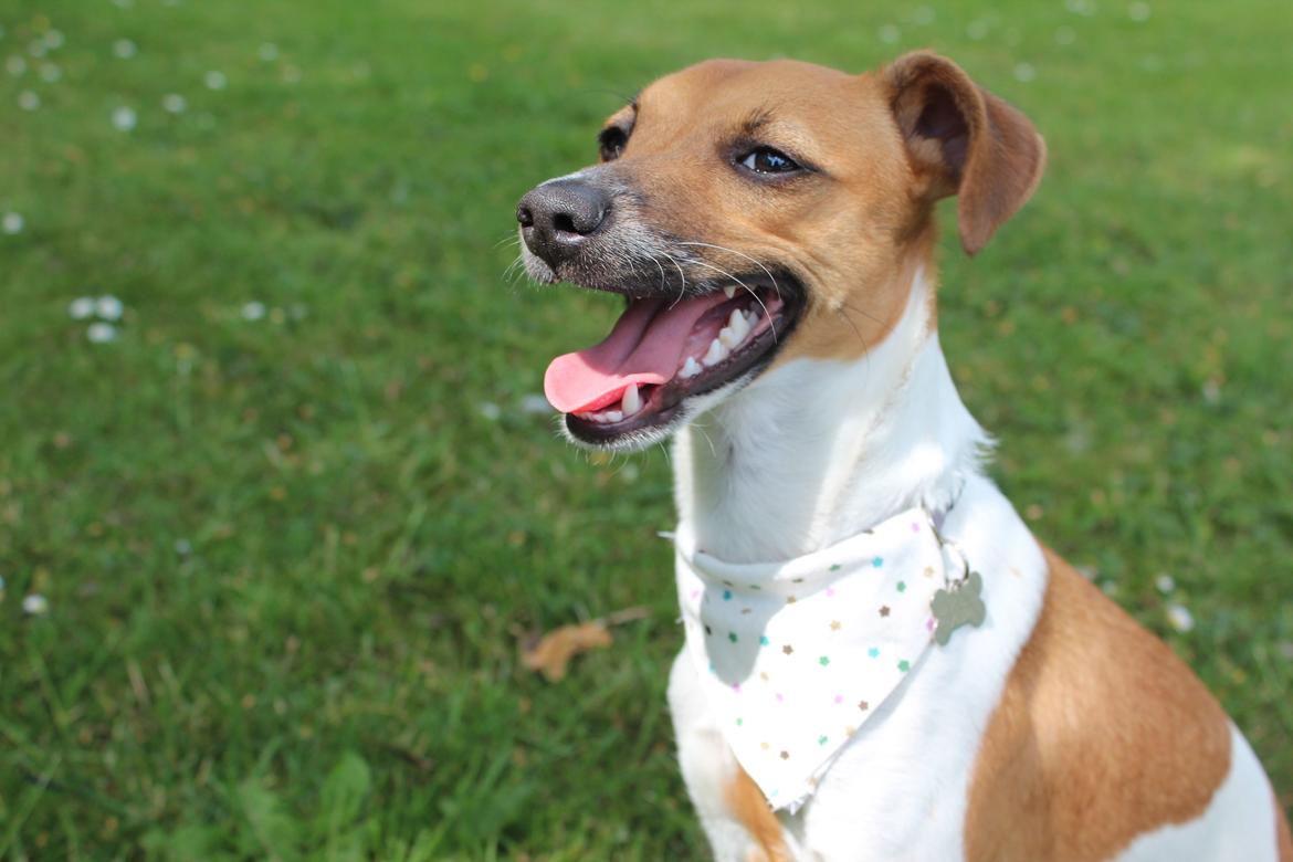 Dansk svensk gaardhund Agnes billede 1