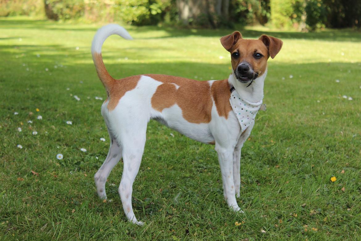 Dansk svensk gaardhund Agnes billede 20