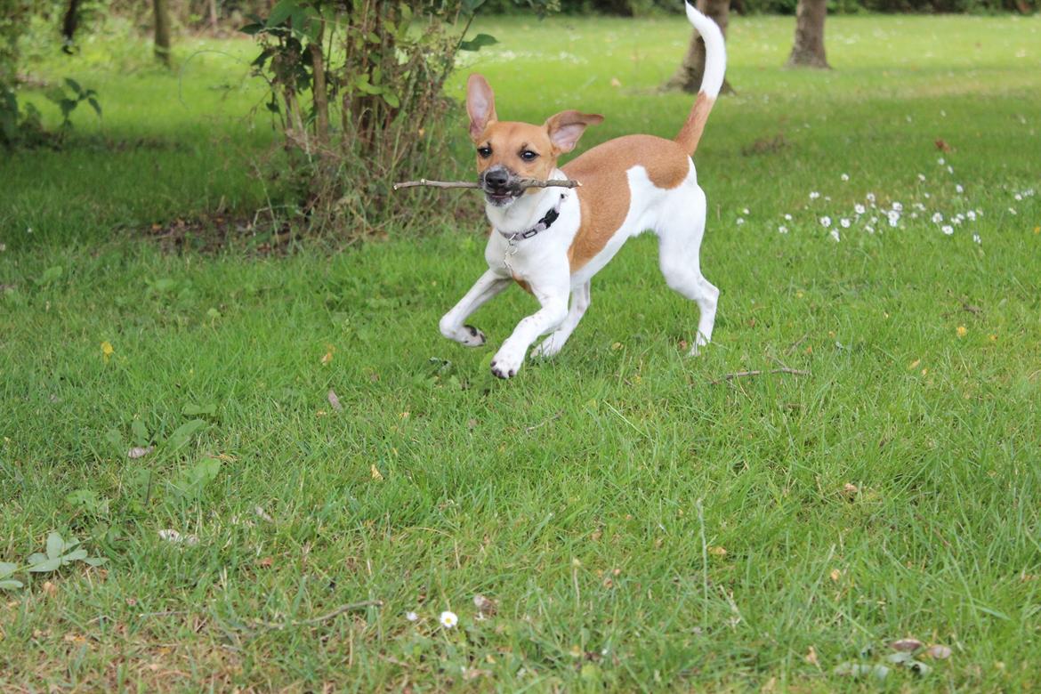 Dansk svensk gaardhund Agnes billede 14