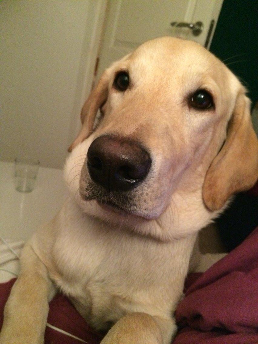 Labrador retriever Victor<3 - hey hvad så der👊👊 billede 45