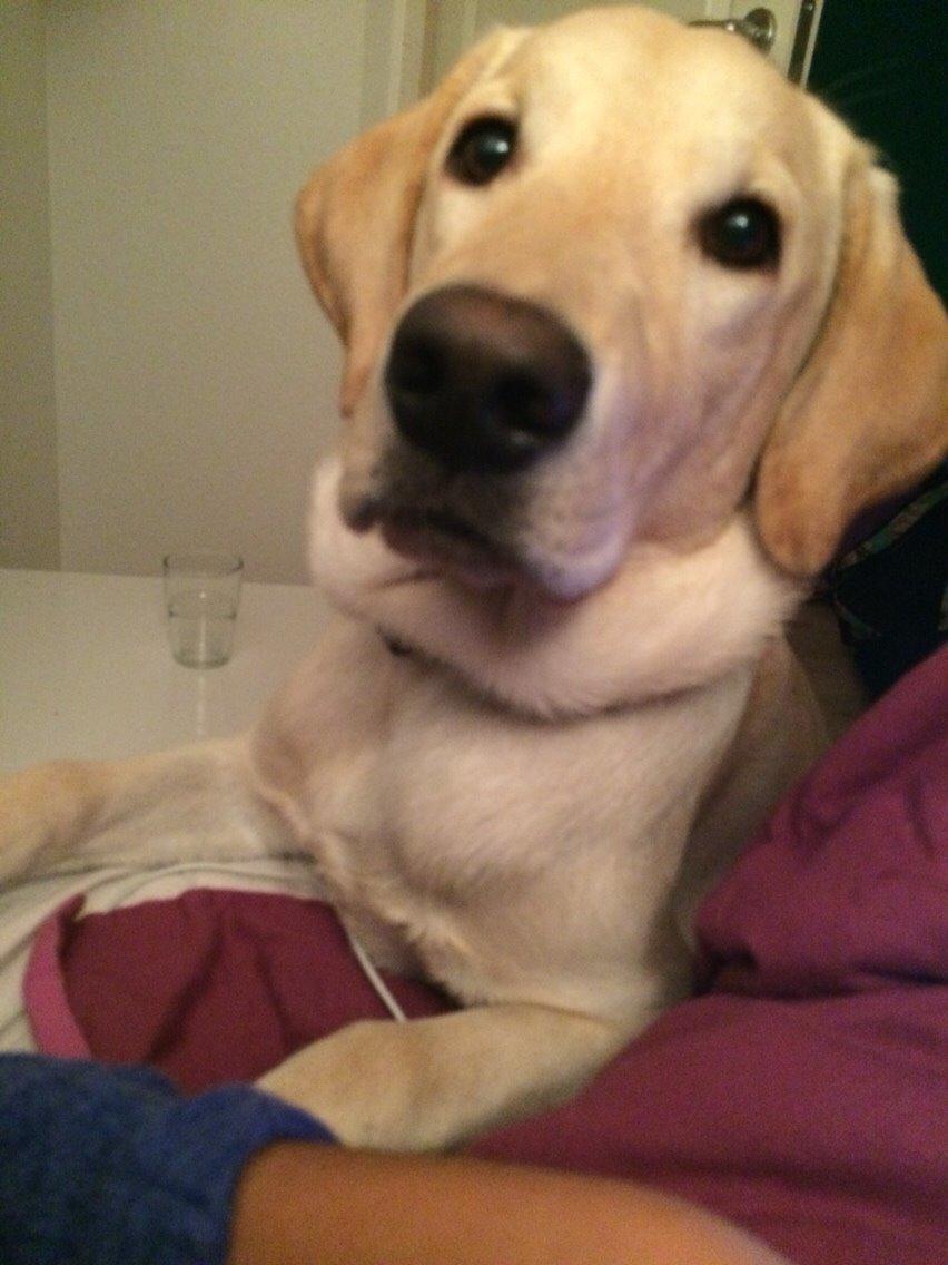 Labrador retriever Victor<3 billede 46