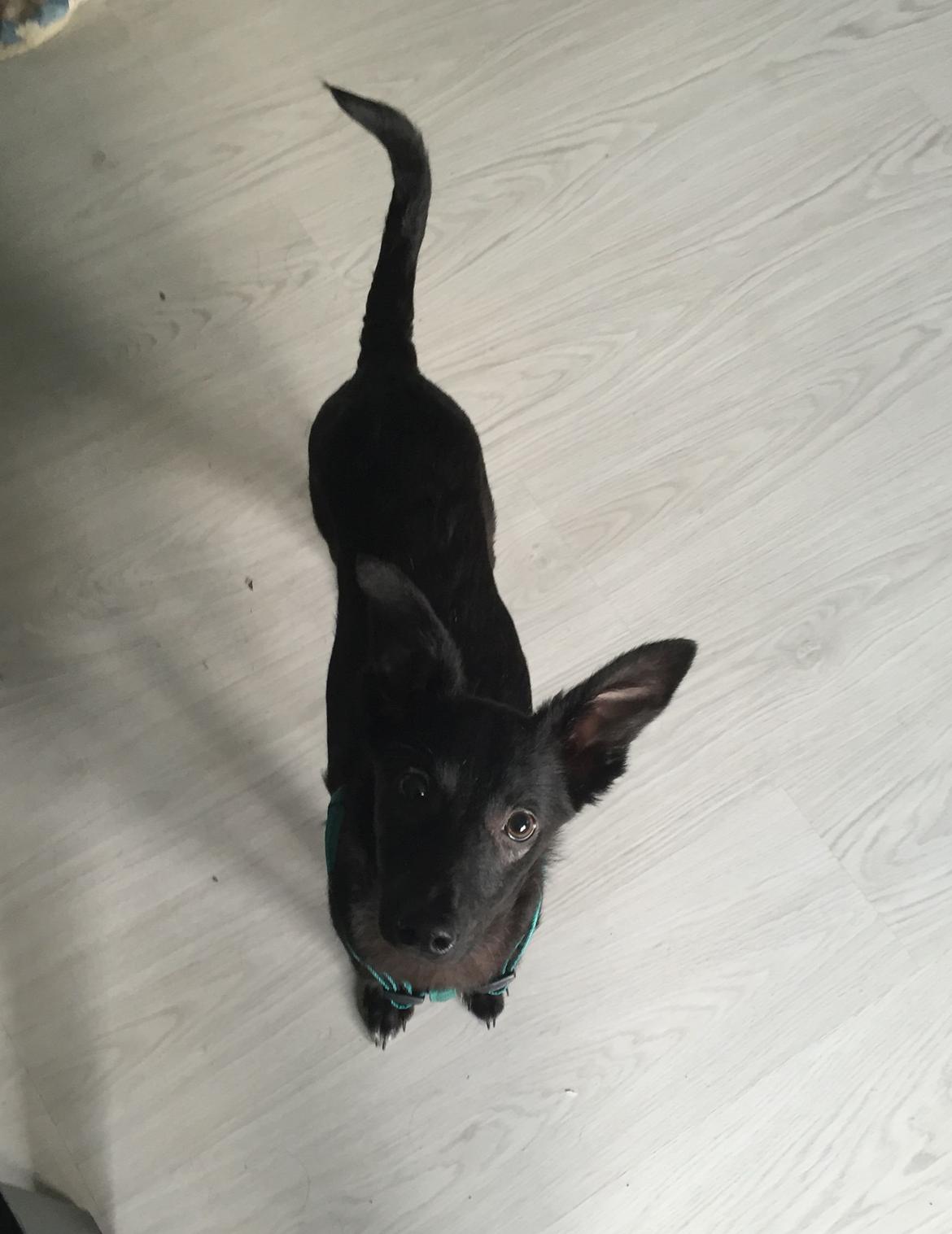 Blanding af racer Elvis - Dag 1, meget opmærksom billede 4