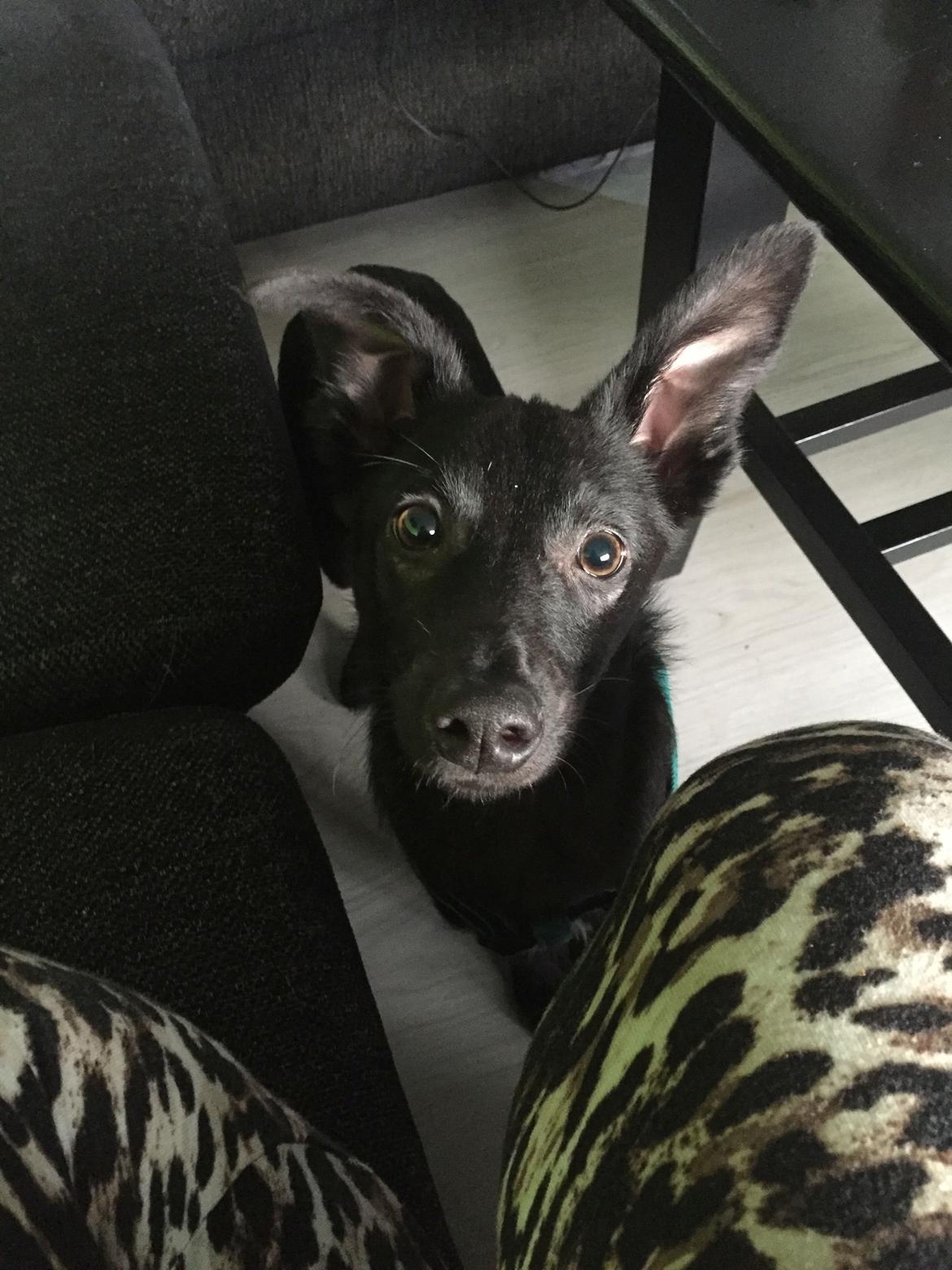 Blanding af racer Elvis - Dag 1, kun været her få timer efter vi hentede ham hos hans plejemor billede 6