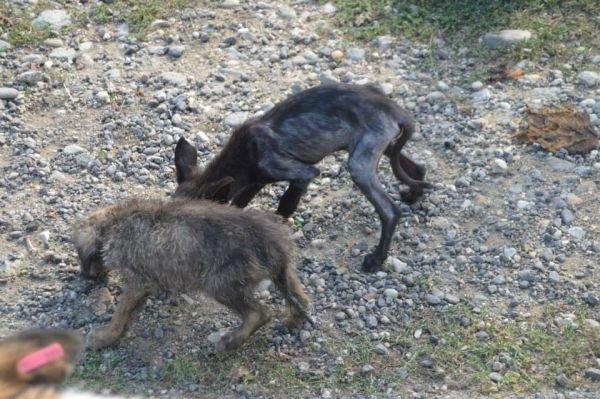 Blanding af racer Elvis - Da Elvis stadig var i Rumænien på internatet, kort efter han og hans søskende blev indfanget. billede 15