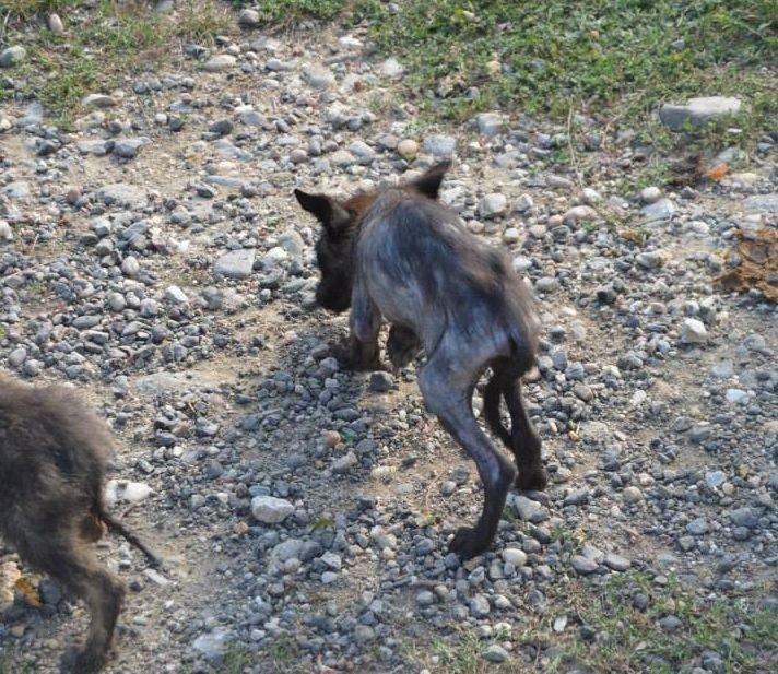 Blanding af racer Elvis - Da Elvis stadig var i Rumænien på internatet, kort efter han og hans søskende blev indfanget. billede 16
