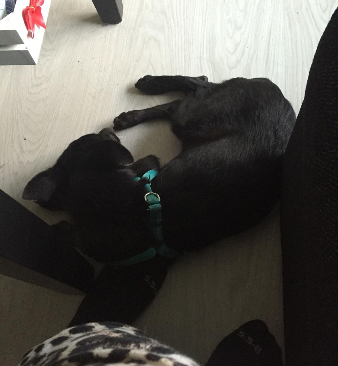 Blanding af racer Elvis - Dag 1, kun været her få timer efter vi hentede ham hos hans plejemor billede 7