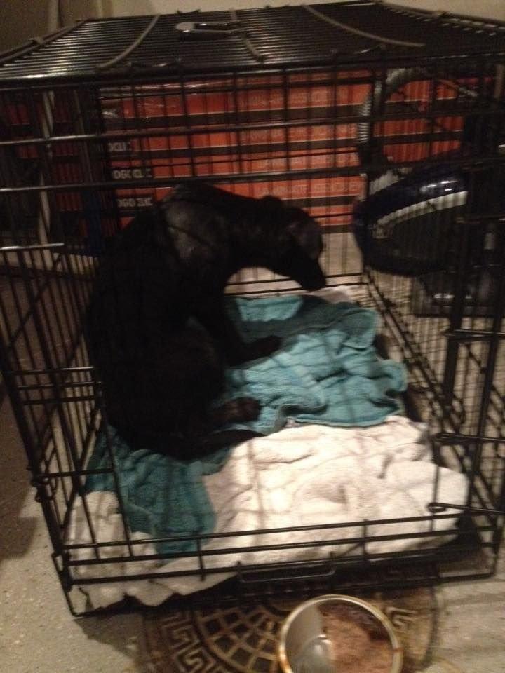 Blanding af racer Elvis - I flere dage sad Elvis sådan her, hvor hans plejemor brugte mange timer hos ham, for at vænne ham til mennesker. Efter 3 dage begyndte han at vise livsglæde igen. billede 14