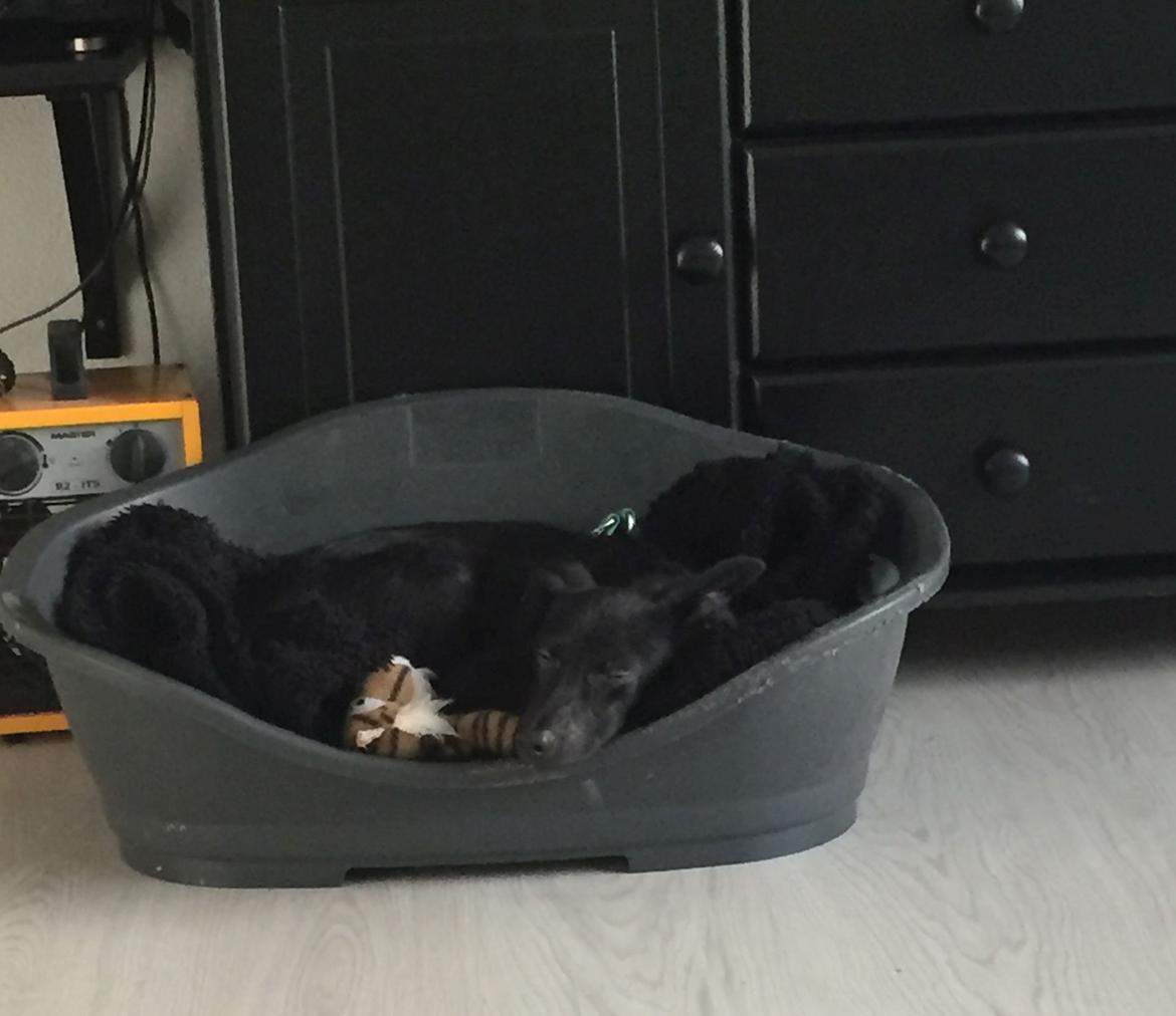 Blanding af racer Elvis - Dag 1, kun været her få timer efter vi hentede ham hos hans plejemor billede 5