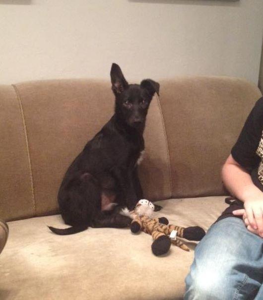 Blanding af racer Elvis - Billede taget hos plejemor billede 17