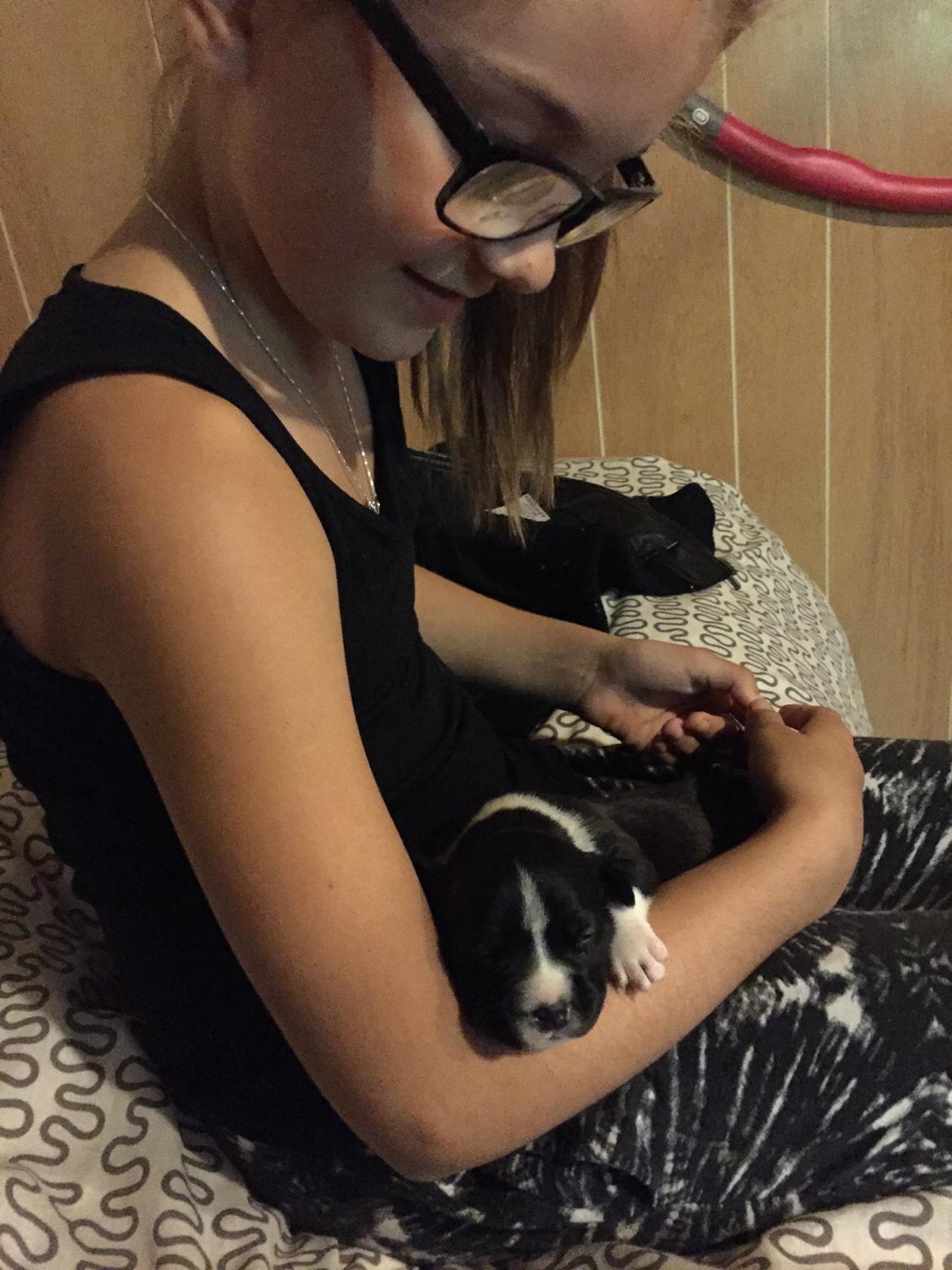 Staffordshire bull terrier Karla billede 1